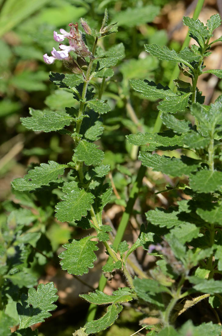Teucrium chamaedrys / Camedrio comune